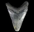 Fossil Megalodon Tooth - Georgia #65789-2